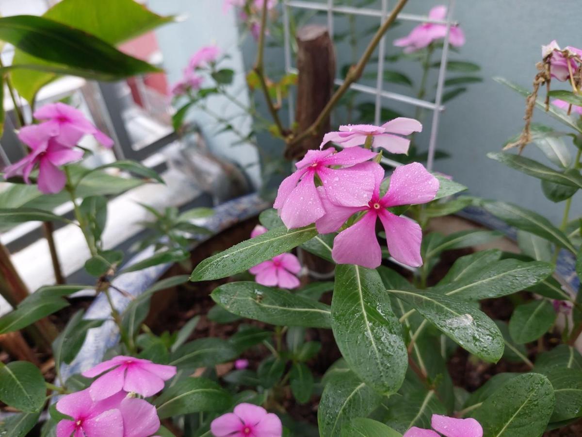 Alley Homestay Hanoi Eksteriør billede